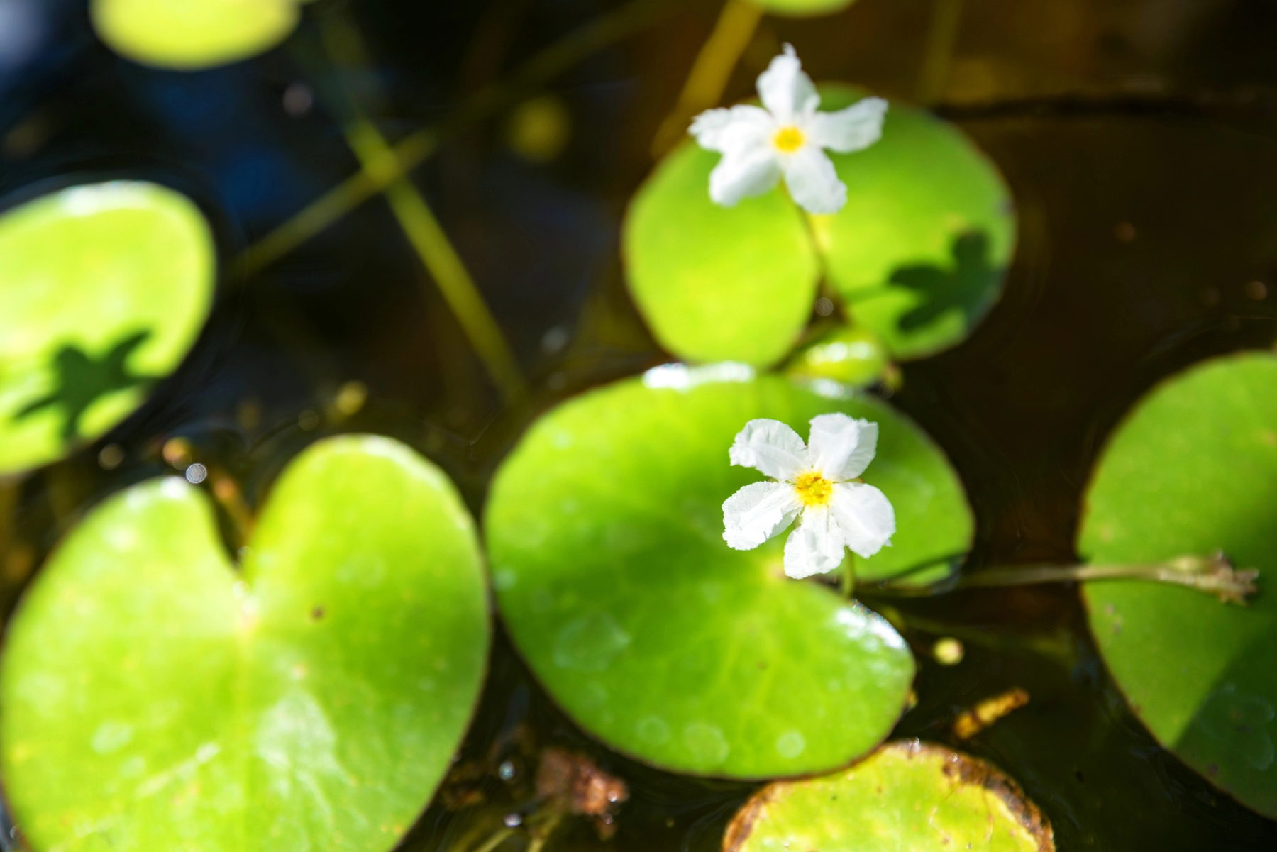 Nymphoides hydrophylla