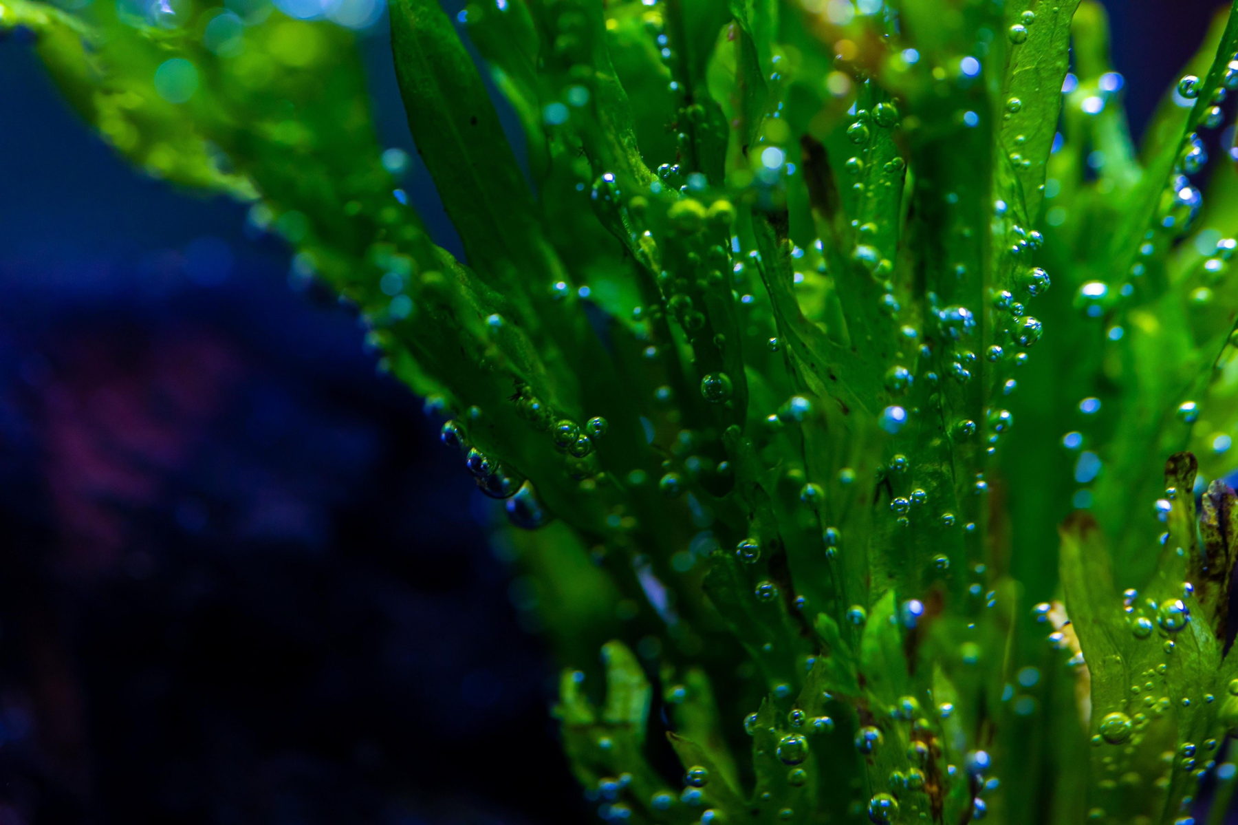 Oxygen pearling on aquatic plants