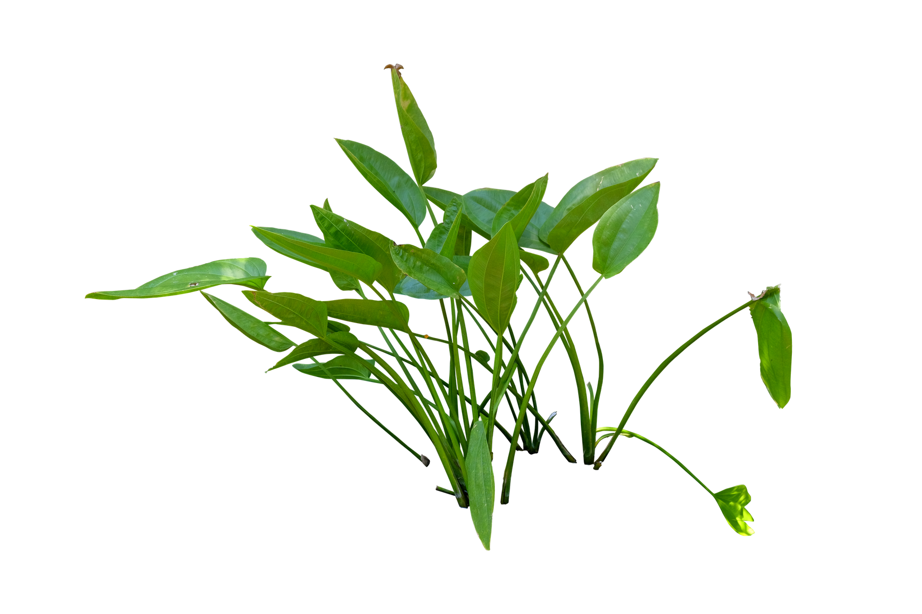 Echinodorus parviflorus