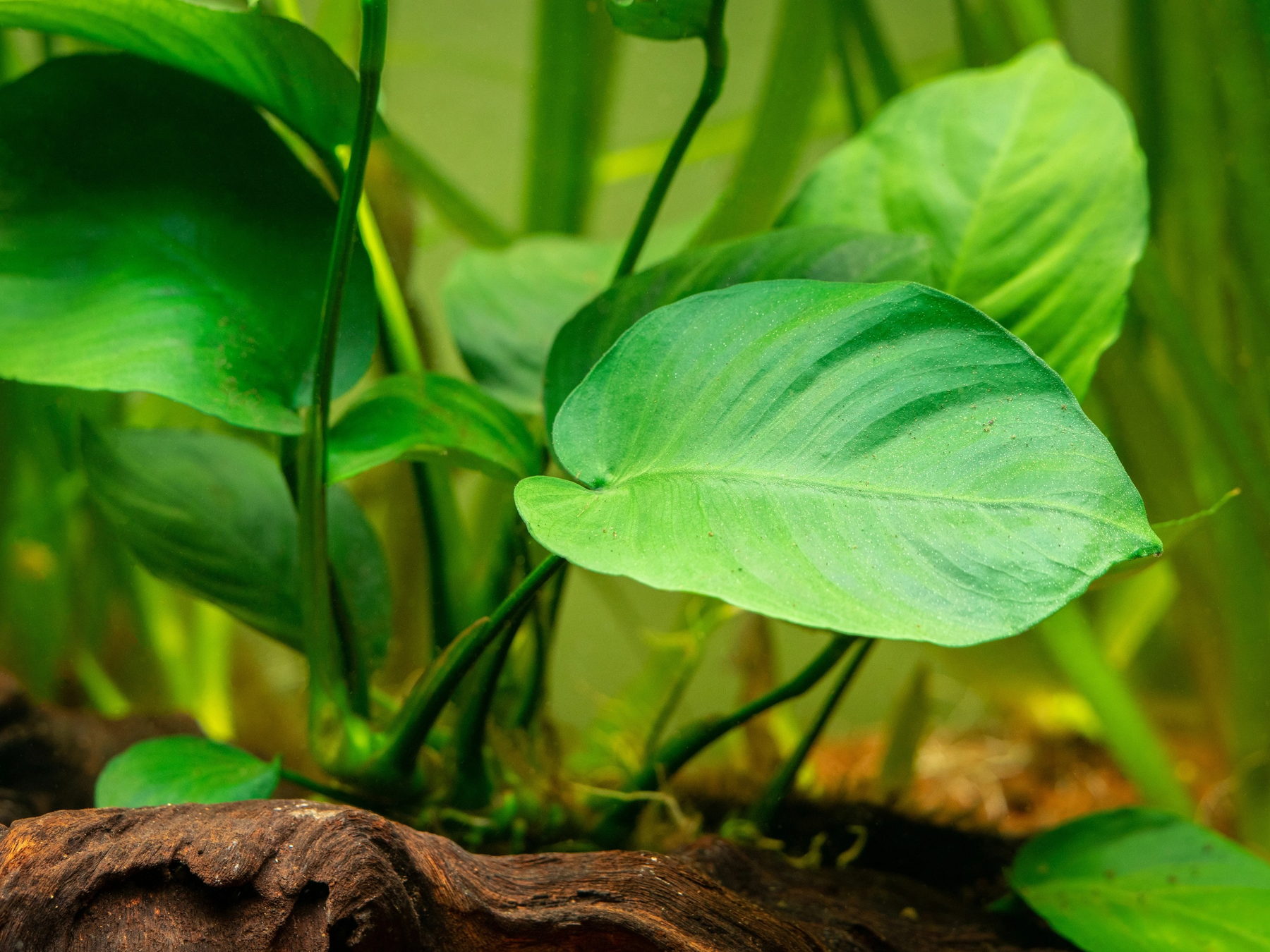 Anubias broad leaf aquatic foliage