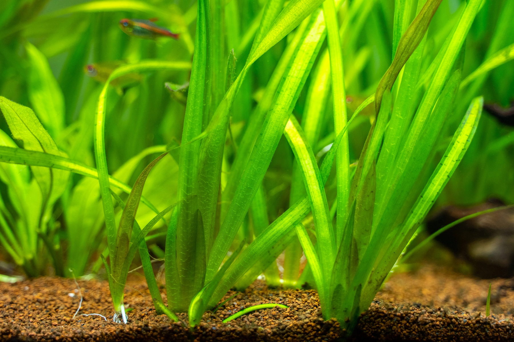 Vallisneria gigantea