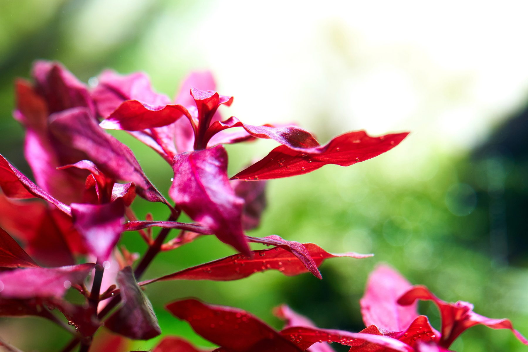 Ludwigia super red