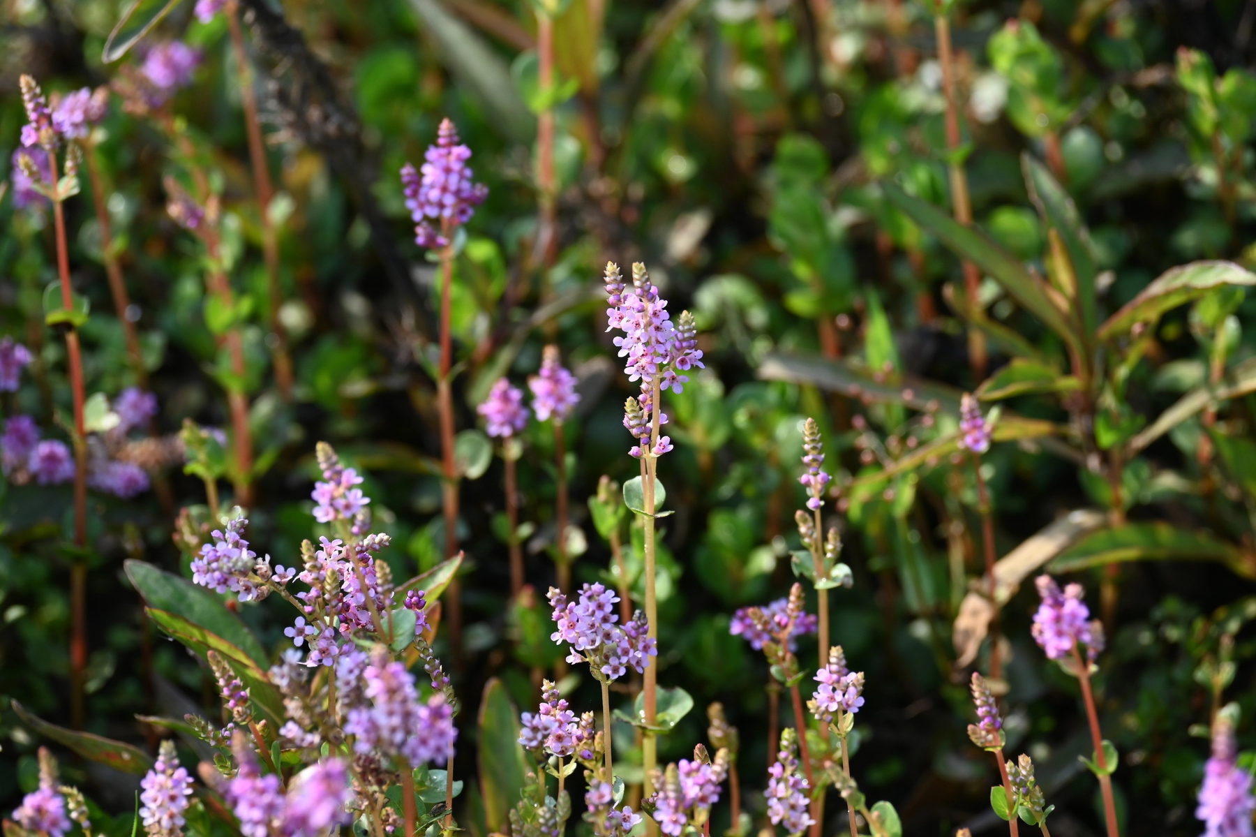 Rotala rotundifolia