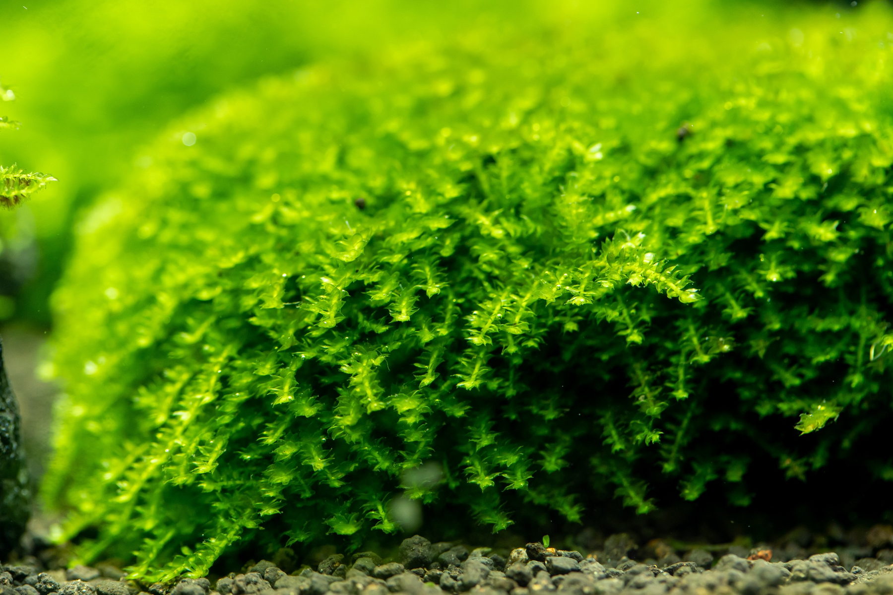Freshwater moss texture