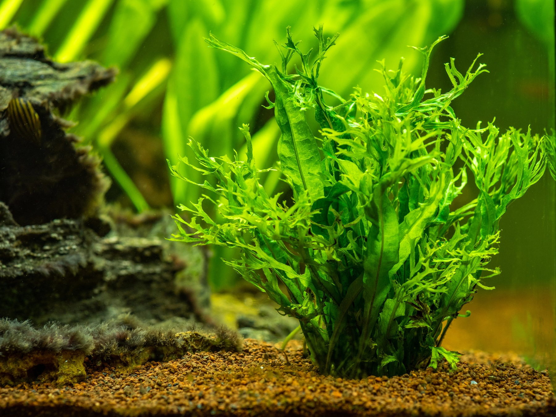 Microsorum pteropus