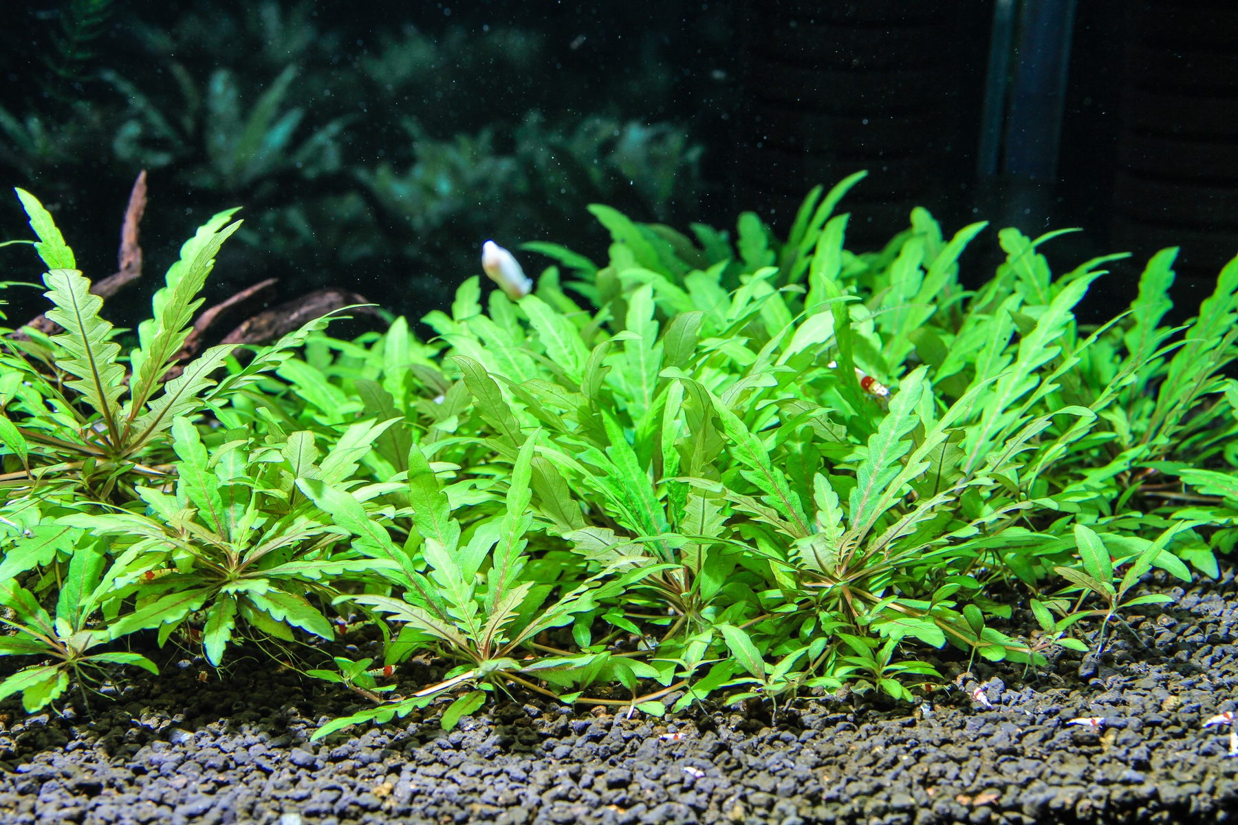 Hygrophila pinnatifida
