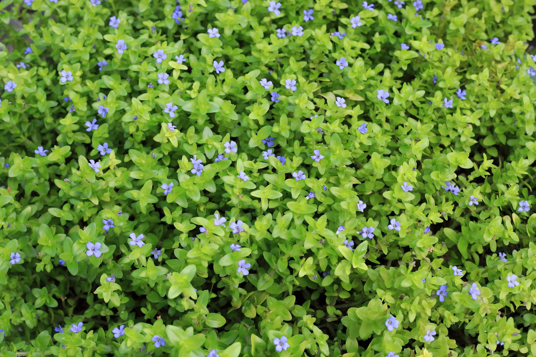 Bacopa caroliniana