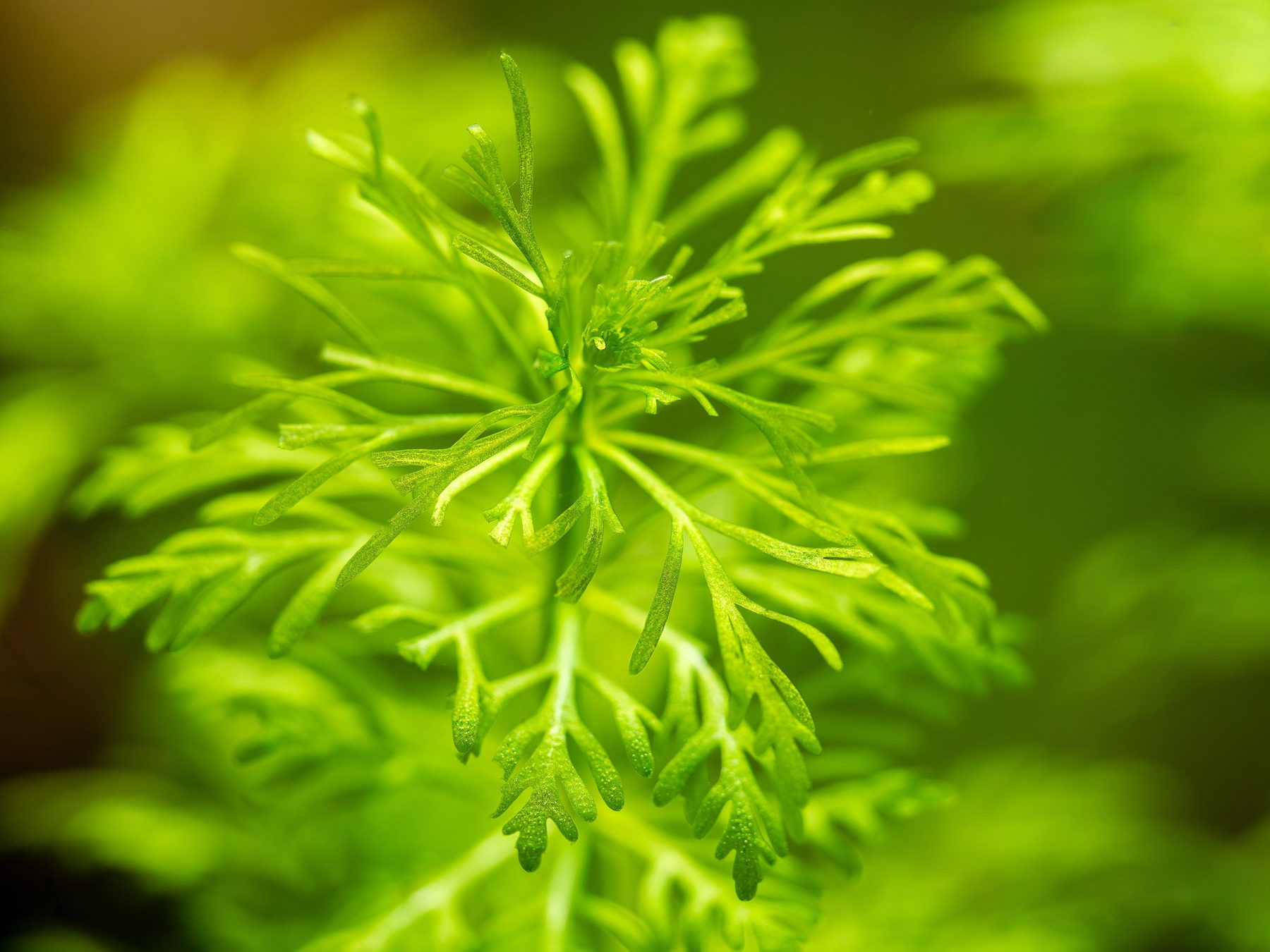 Fine leaf aquatic plant structure