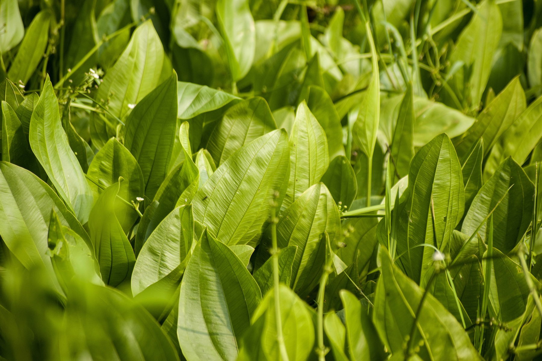 Echinodorus grandiflorus