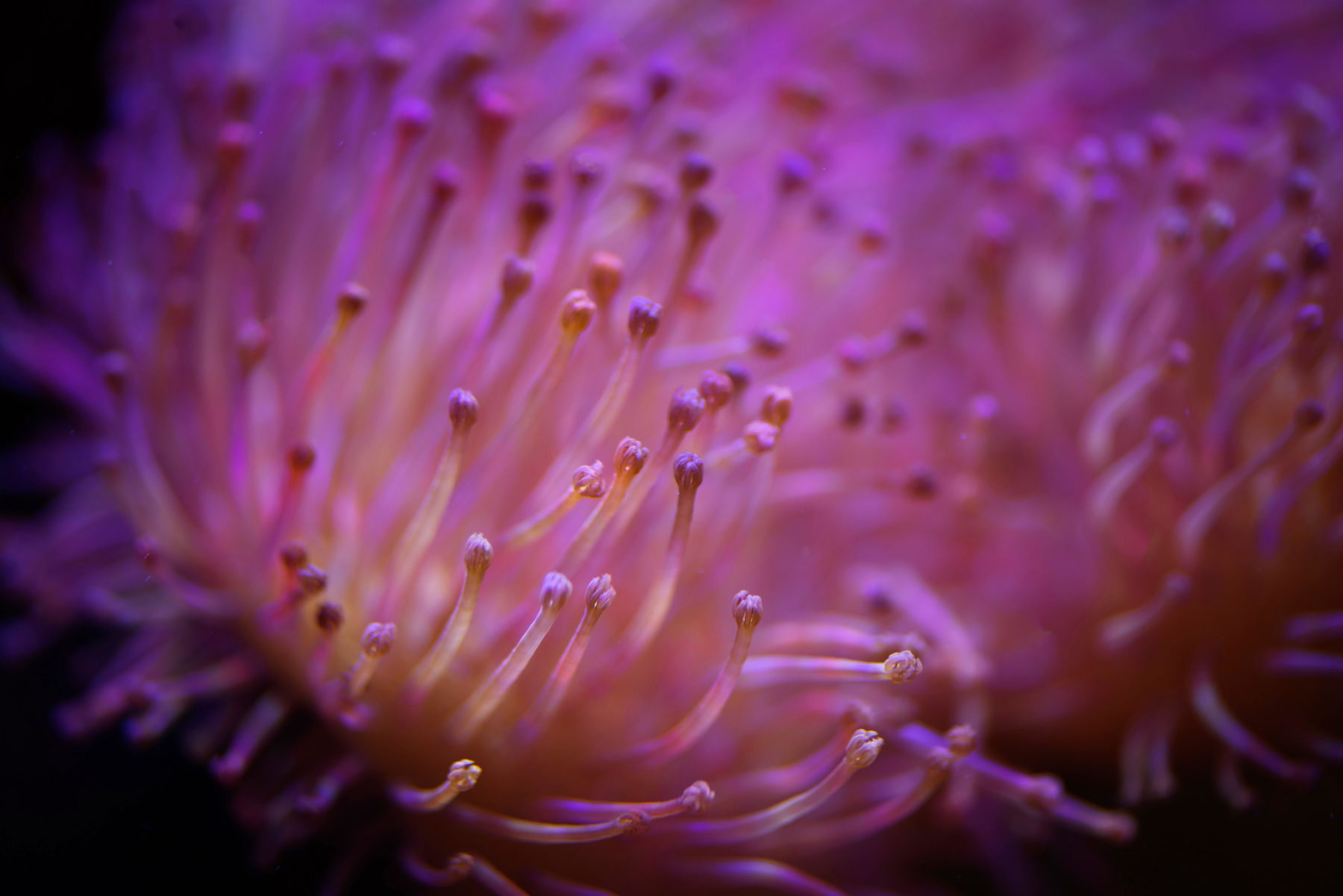 Anemone tentacles underwater