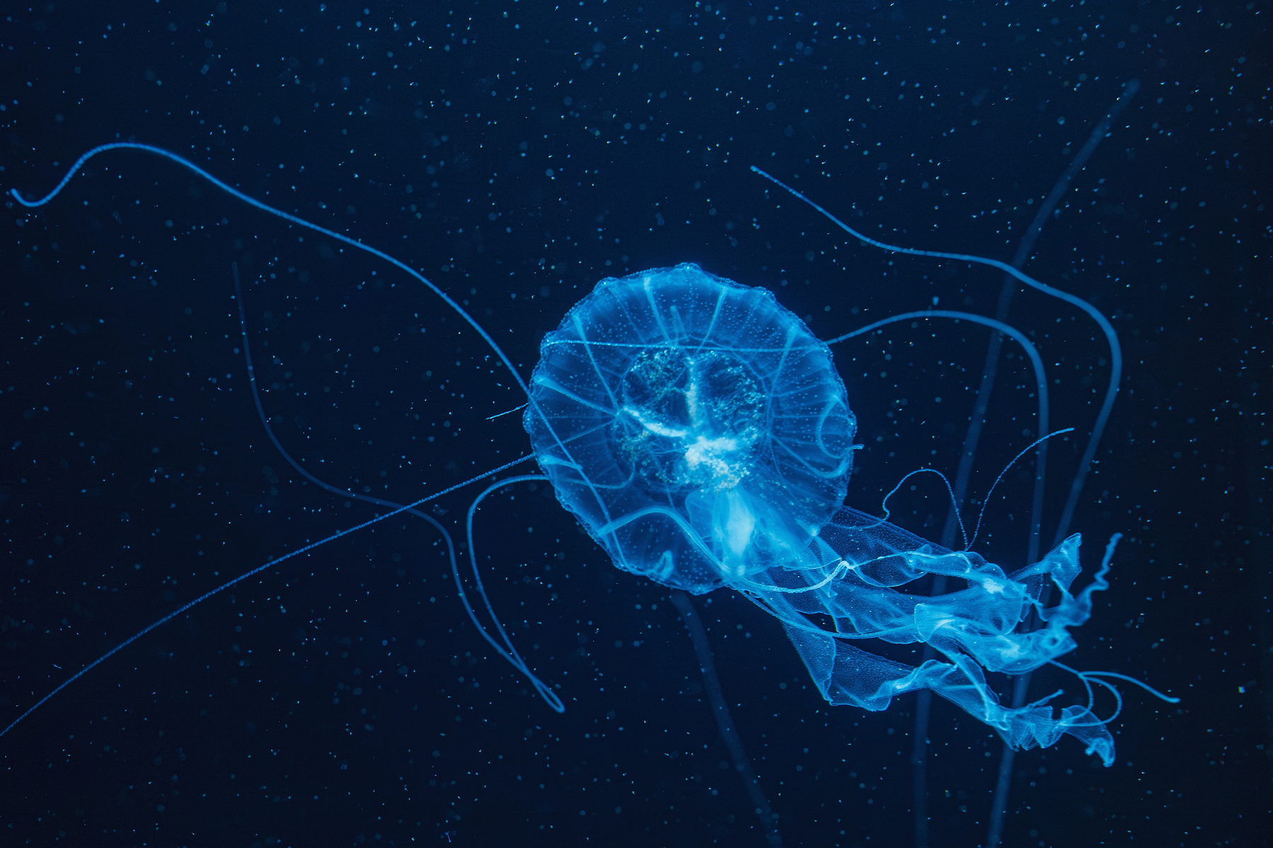 Translucent jellyfish drifting through deep blue water