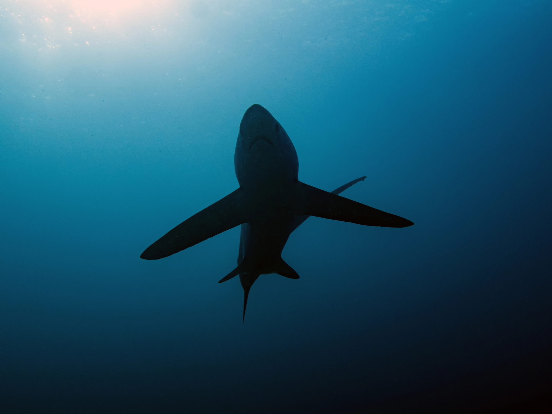 Distant shark silhouette in blue mid-water