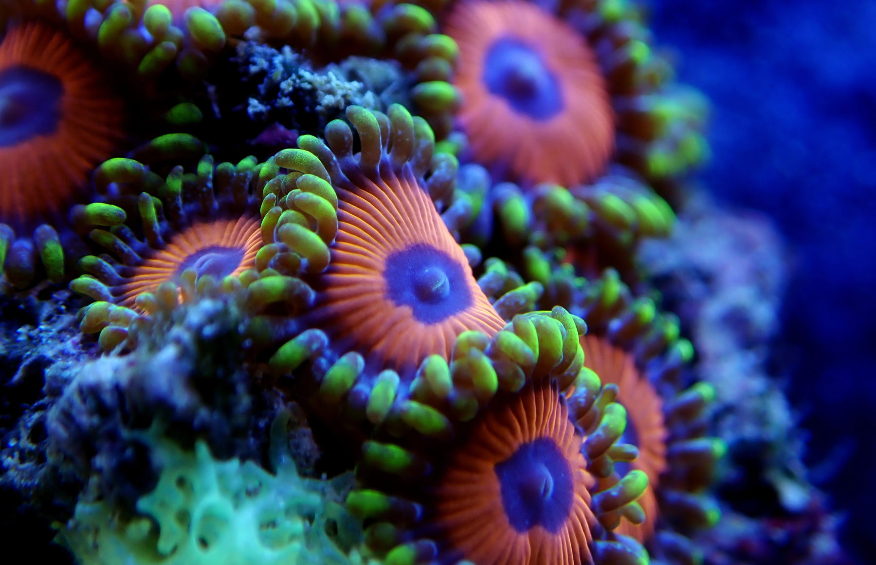 Coral polyps macro detail