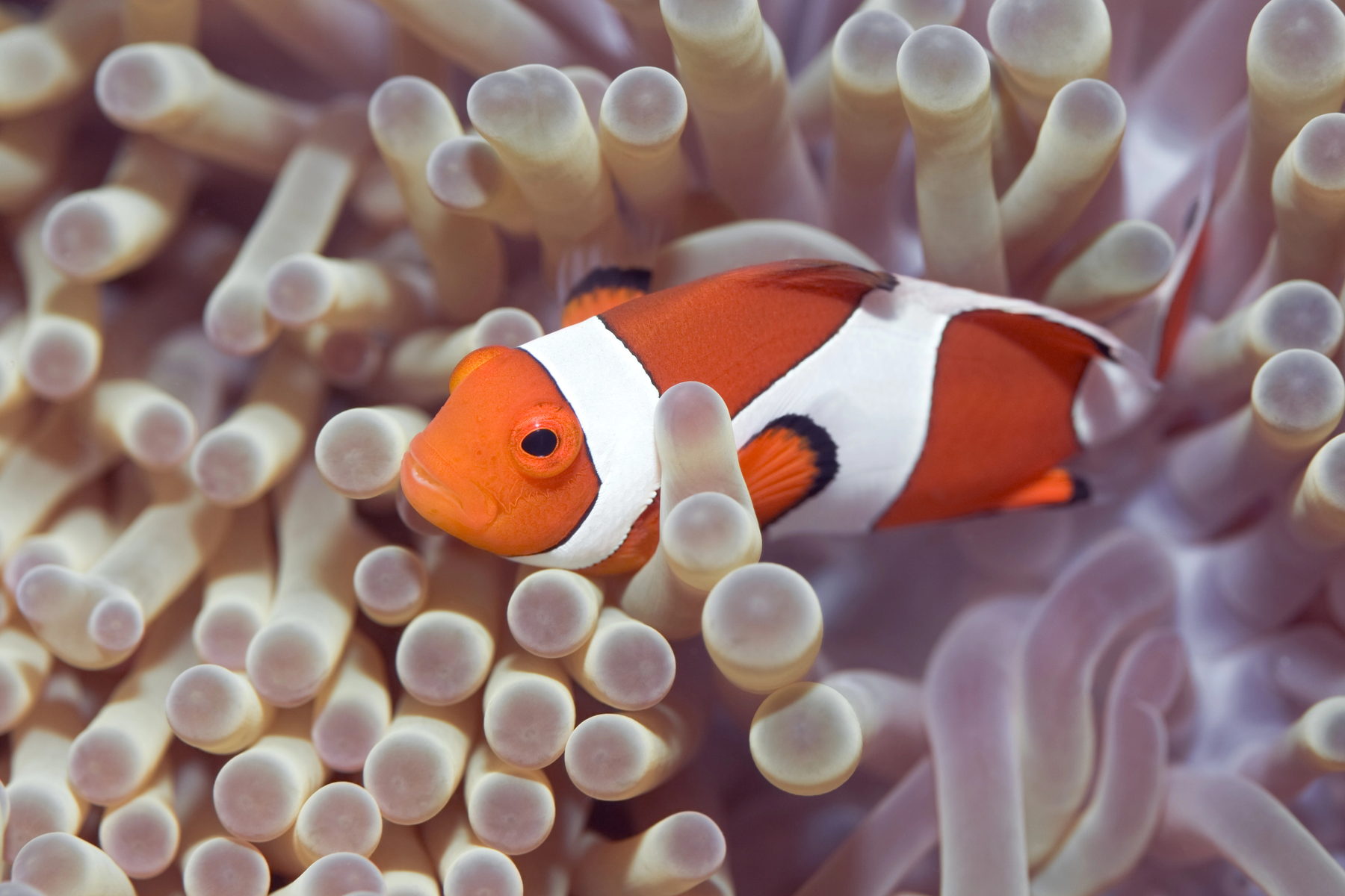 Clownfish protected by anemone tentacles