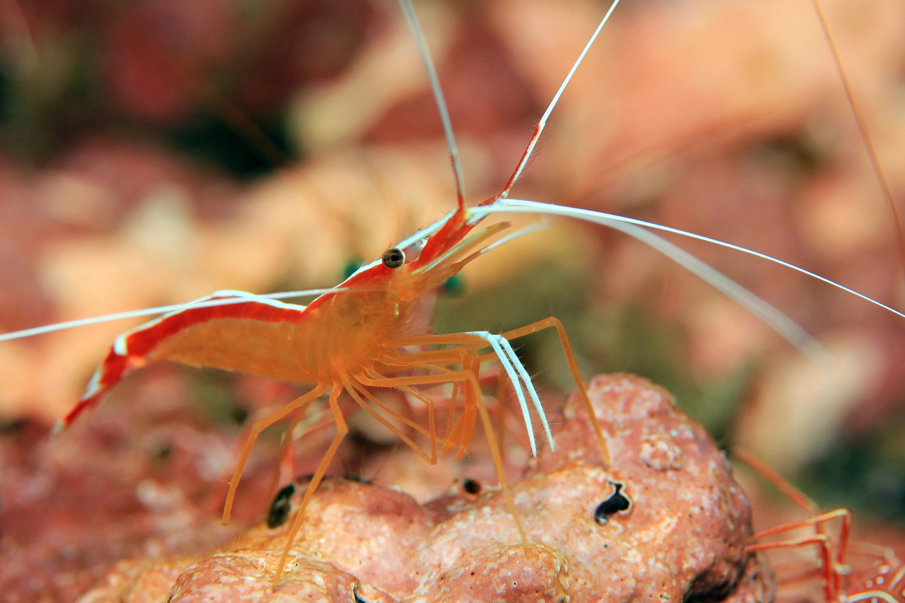 Cleaner shrimp on reef substrate