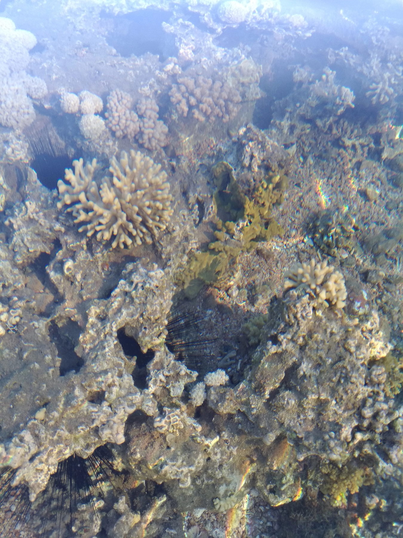 Live rock reef habitat texture