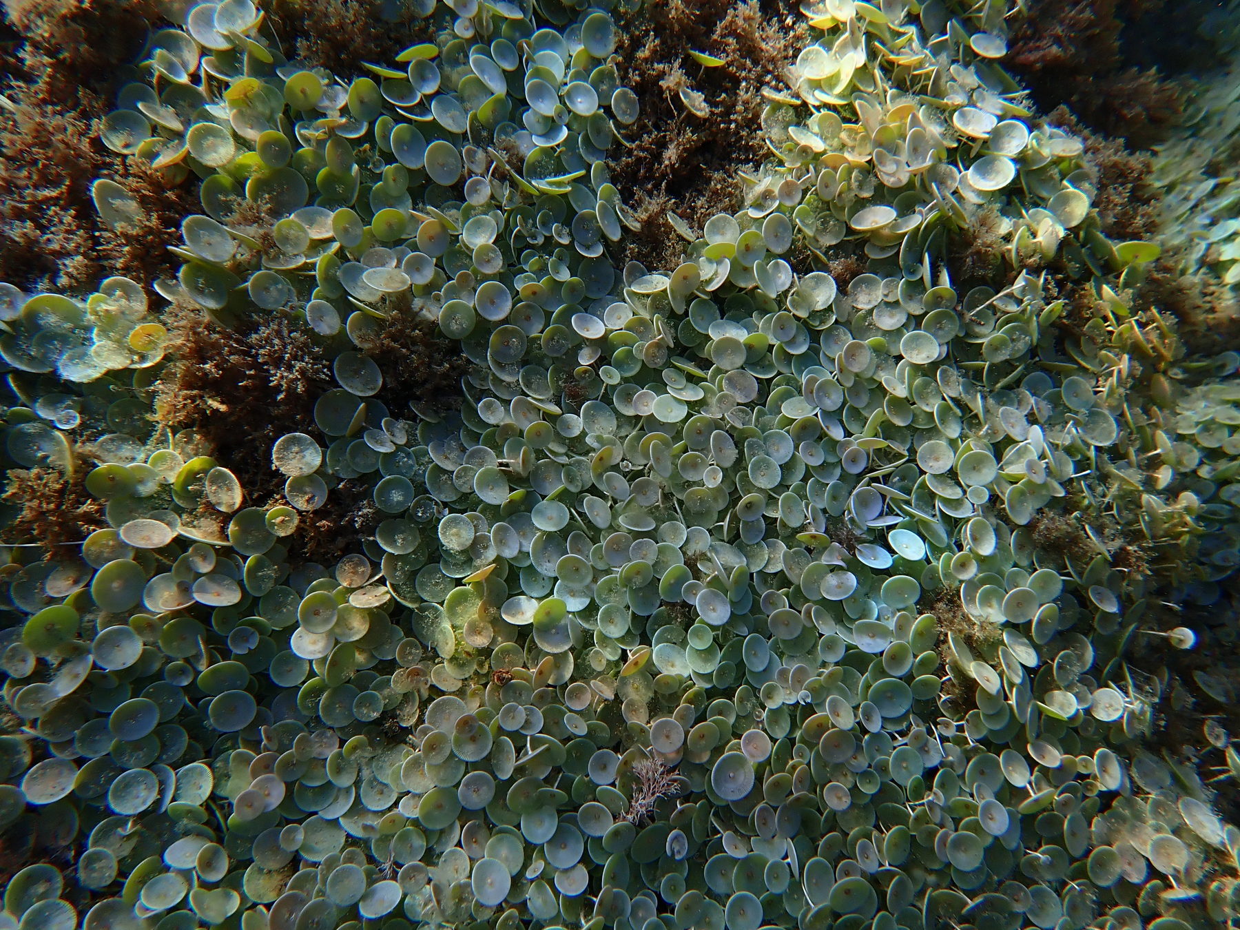 Macroalgae underwater close up