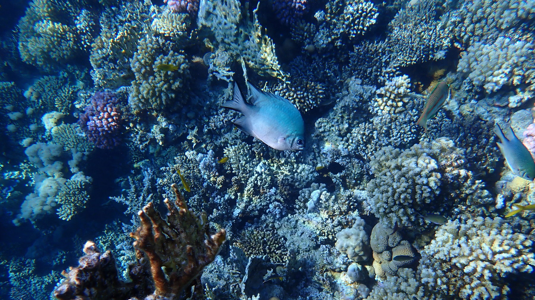 Reef fish sheltering among coral