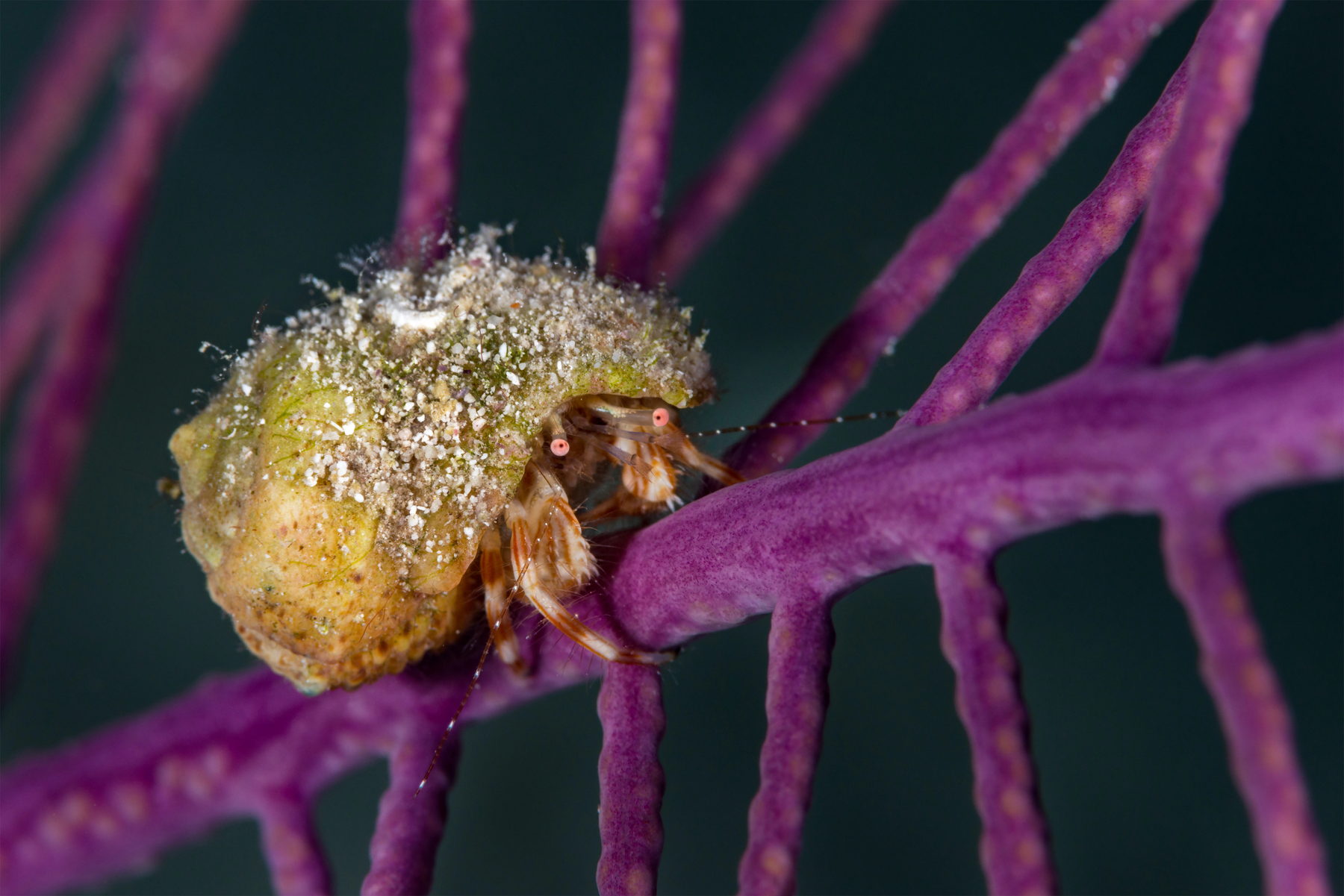 Hermit crab on sea plume at night