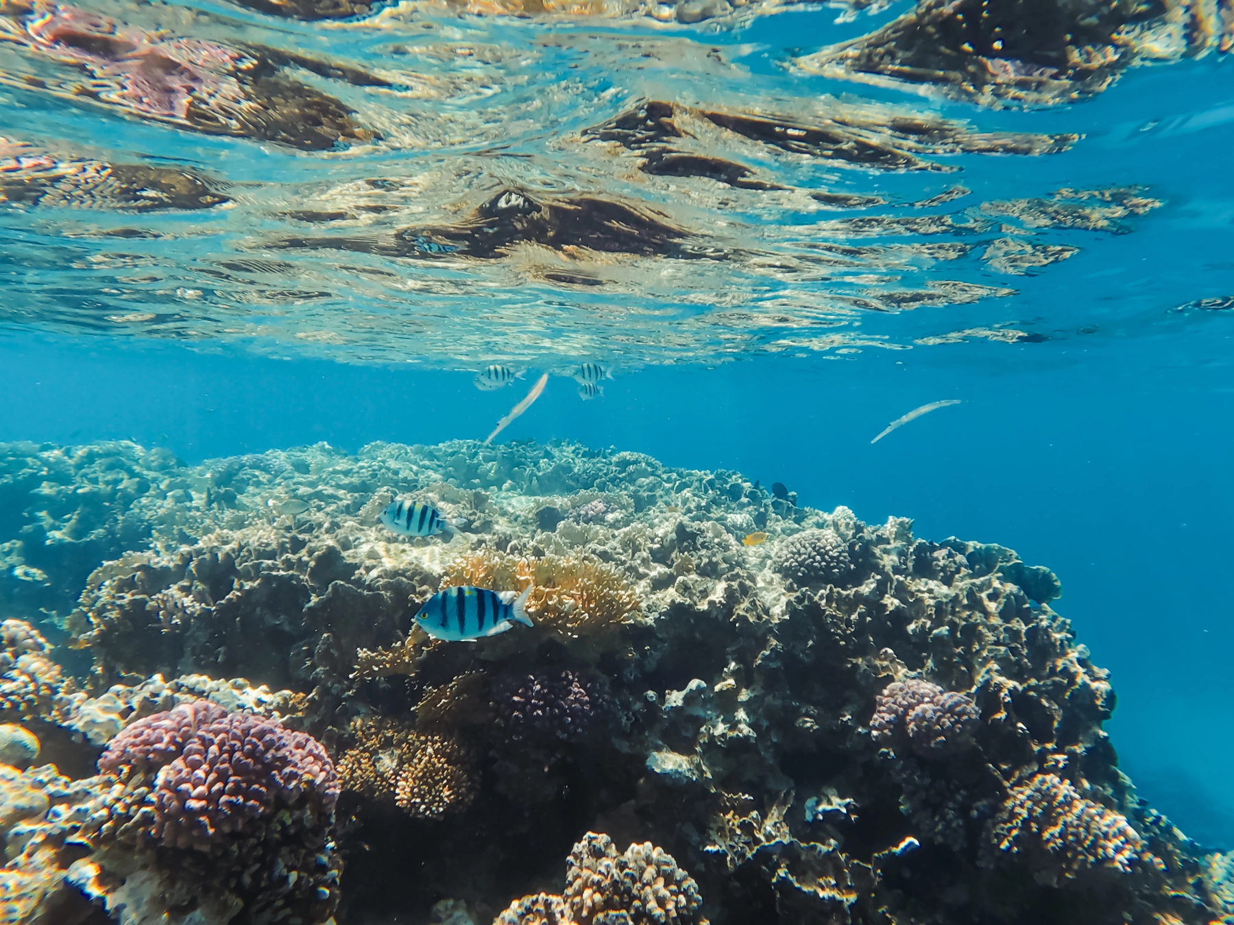 Healthy reef in clear water